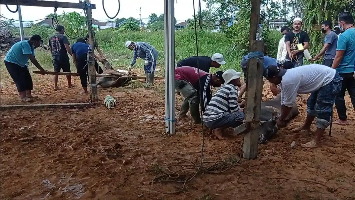 Ramai Wabah PMK Jelang Idul Adha, Pengadaan Sapi Kurban di Malinau Andalkan Pasokan Peternak Lokal