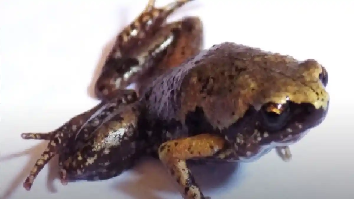 Peneliti LIPI Temukan Katak Mini Jenis Baru di Sumatera Selatan