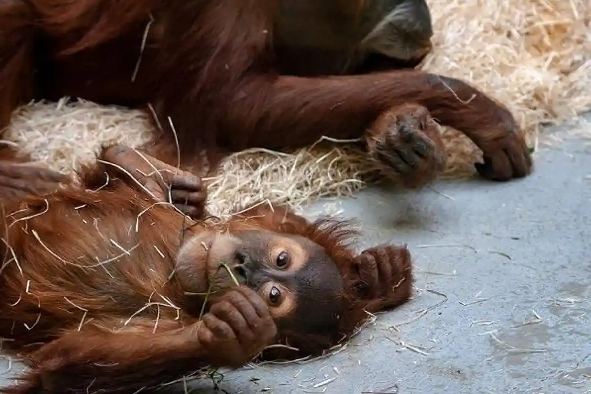 4 ARTI MIMPI Monyet Menurut Primbon Jawa, Simbol Keberuntungan Semakin Dekat