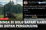 Singa-di-Solo-Safari-Kedapatan-Kawin-di-Depan-Pengunjung-Gibran-Rakabuming-Minta-Maaf.jpg