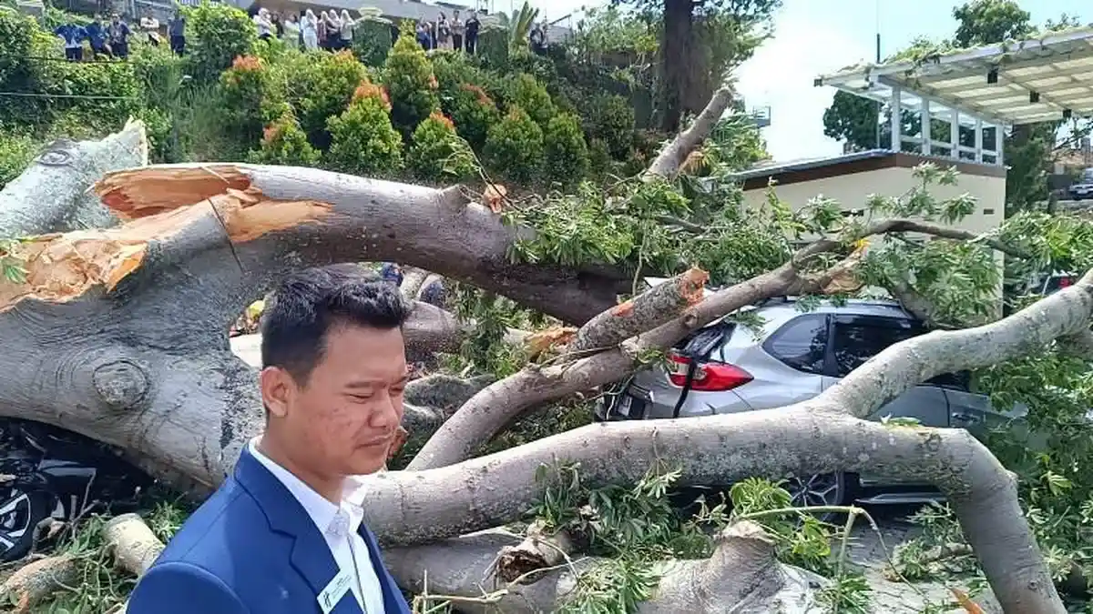 Breaking News Pohon Tumbang Timpa 2 Mobil di Area Hotel Holiday Inn Bandar  Lampung - Tribunlampung.co.id