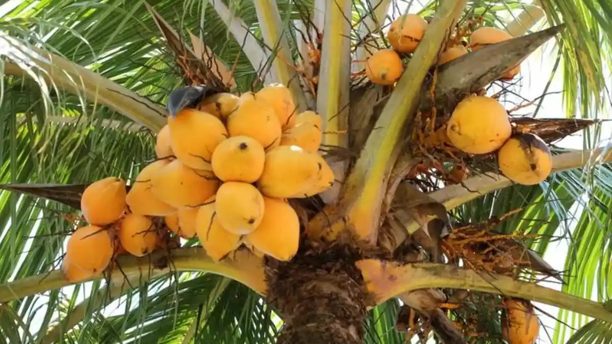4 Kecamatan Penyumbang Kelapa Terbesar di Kabupaten Nias Selatan