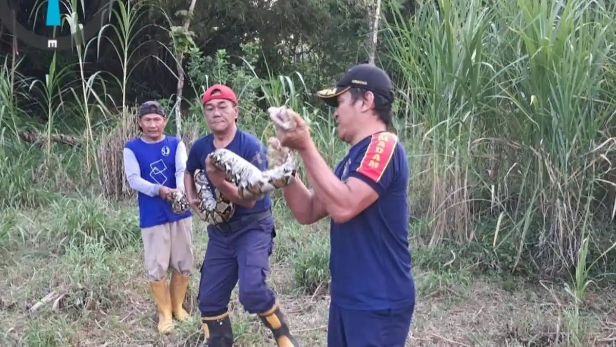 Ular Python Sepanjang 6 Meter Gegerkan Warga Gurah Kediri, Dievakuasi Damkar dari Kebun