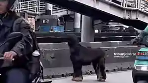 ANJING-LEPAS-Tangkap-layar-video.jpg