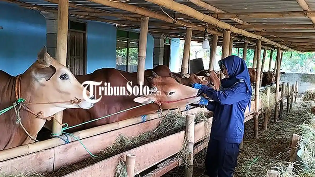 Jelang Idul Adha, Disnakkan Boyolali Cek Hewan Kurban : Ada 5 Sapi Alami Gejala Klinis LSD Ringan