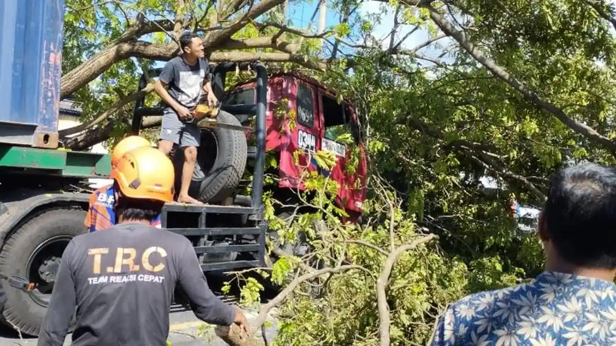 Pohon Trambesi Timpa Truk Kontainer di Poros Bulukumba-Bantaeng - Tribun-timur.com