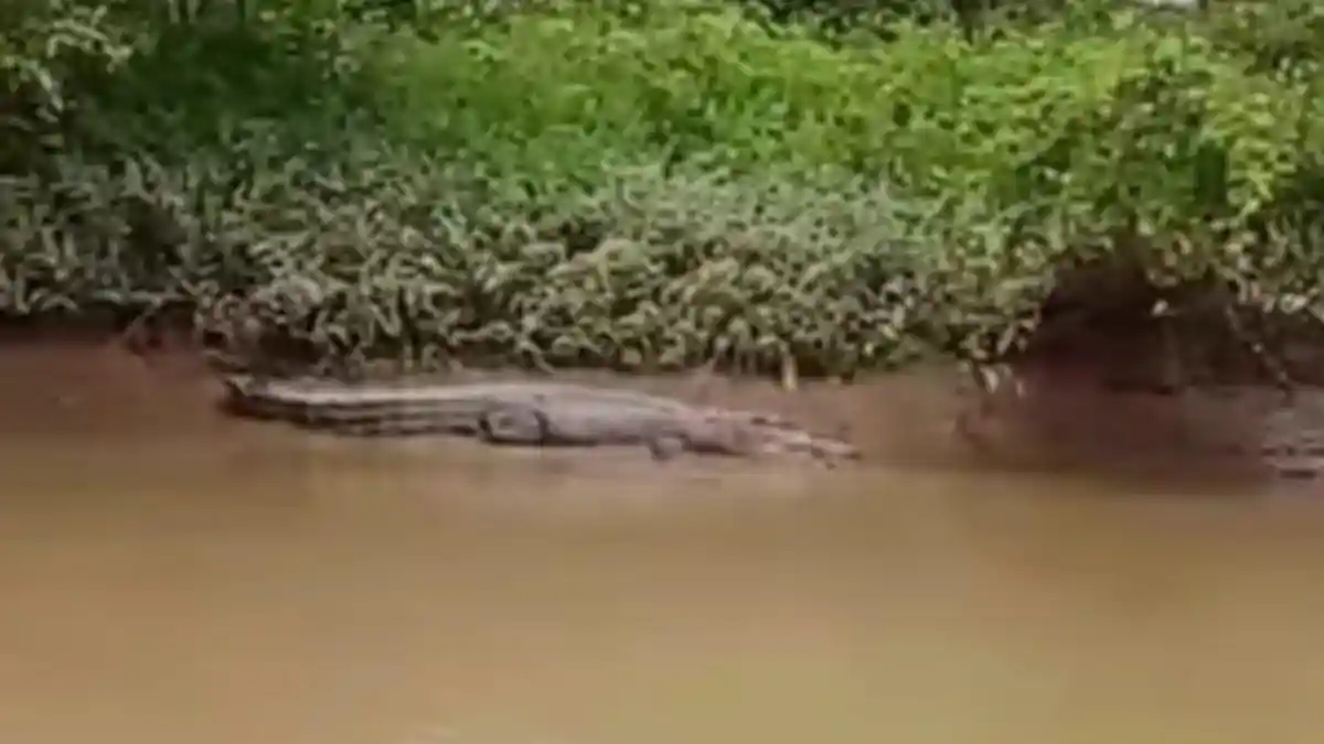 Seekor Buaya Muncul di Aliran Sungai Besitang Kabupaten Langkat, Warga dan Nelayan Ketakutan