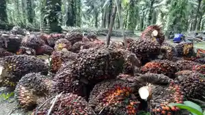 Hasil-panen-perkebunan-kelapa-sawit-petani-di-Desa-Dalil-Kecamatan-Bakam-Kabupaten-Bangka.jpg