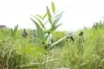 Satgas TNI RDB MONUSCO Selamatkan Sandera Warga Sipil
