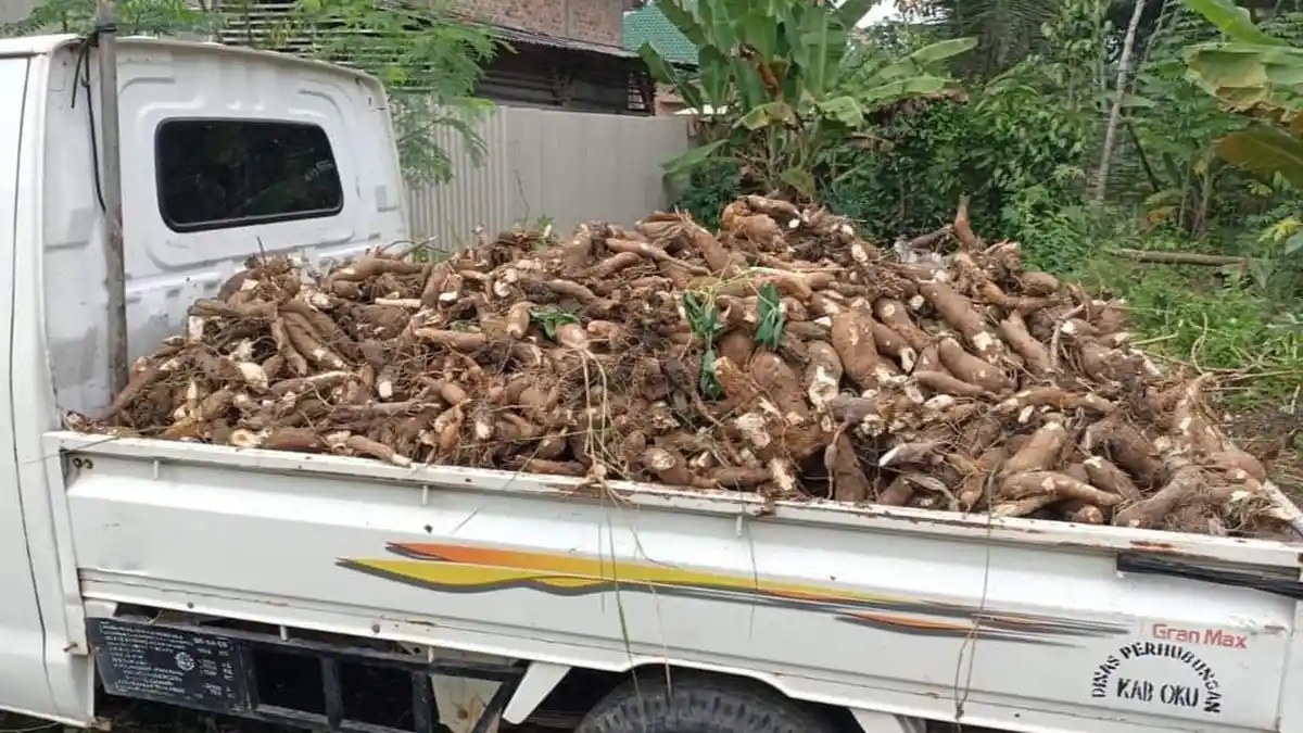 KPPU Sebut Impor Tapioka Diduga Penyebab Harga Singkong di Lampung Rendah