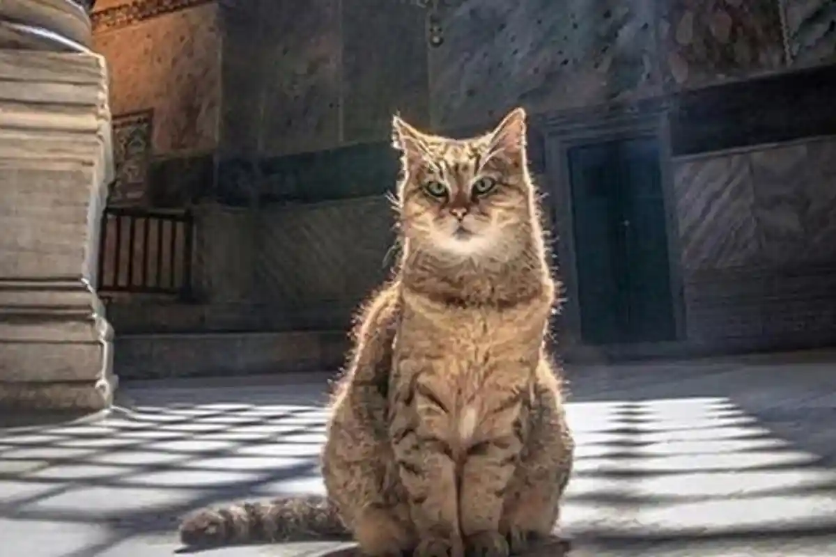 Wanita di Malaysia Ditangkap Polisi setelah Pukuli Kucing Hamil dengan Tongkat Besi hingga Tewas