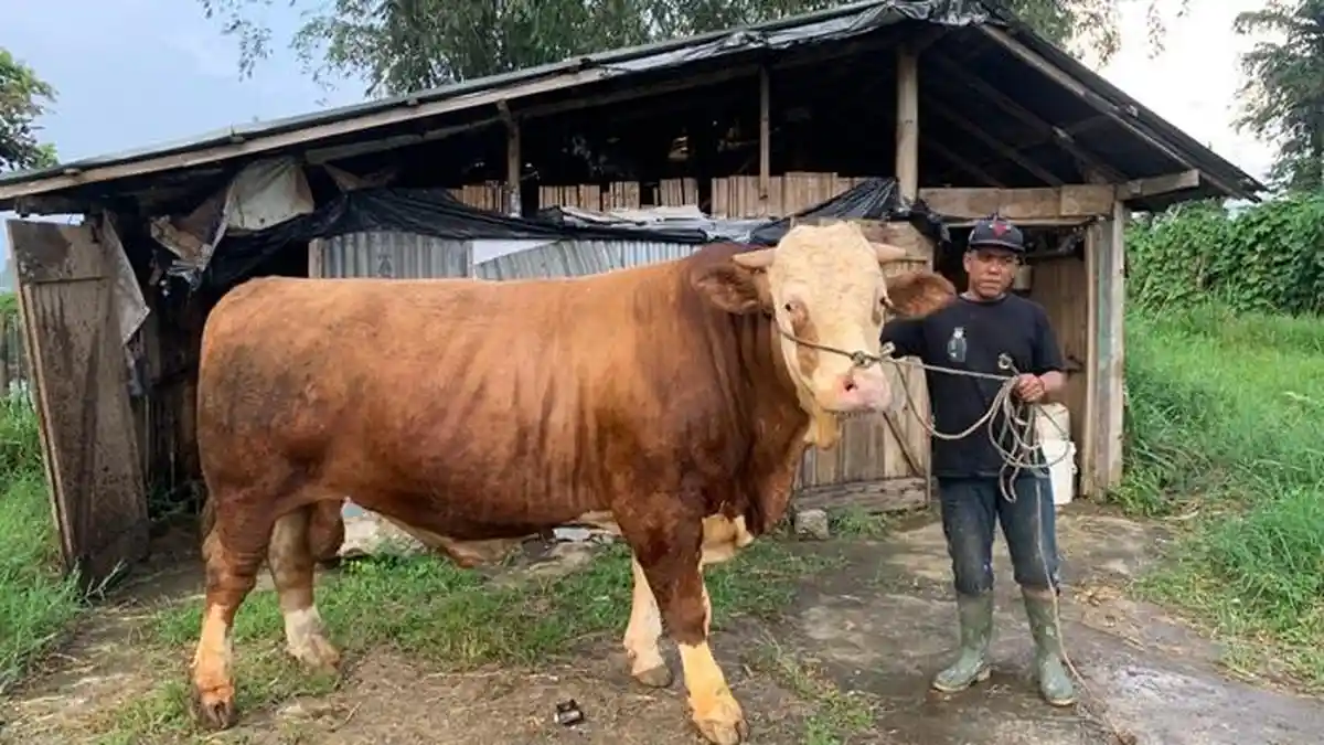 Penampakan Sapi Kurban Presiden Prabowo di Bukittinggi, Diberi Makan Ampas Tahu, Pelet, hingga Ubi