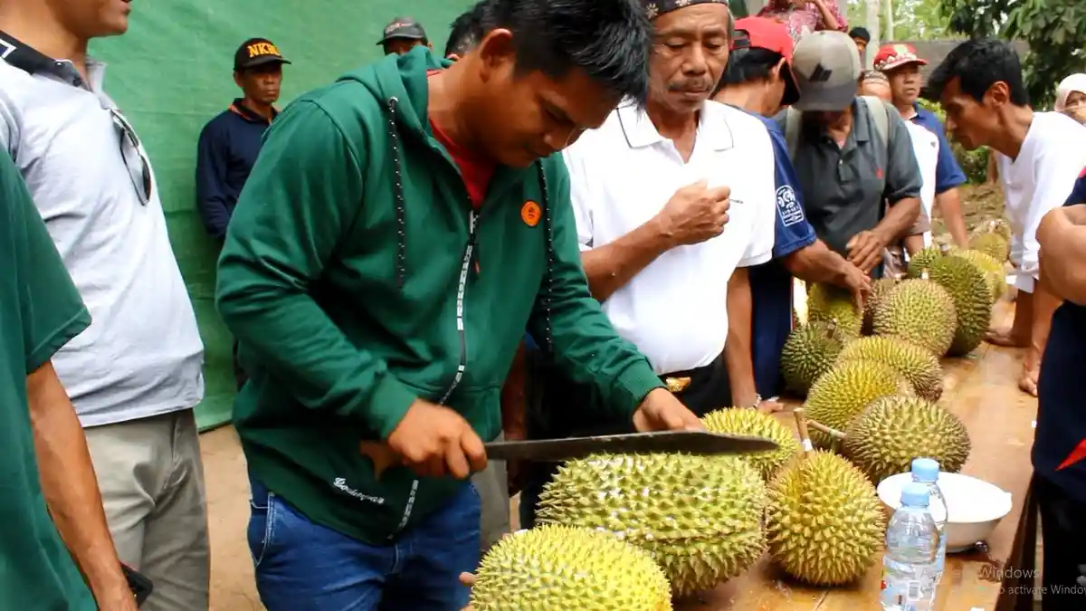 Anggota DPRD Kaltim Beber Kelemahan Durian Long Iram Kutai Barat