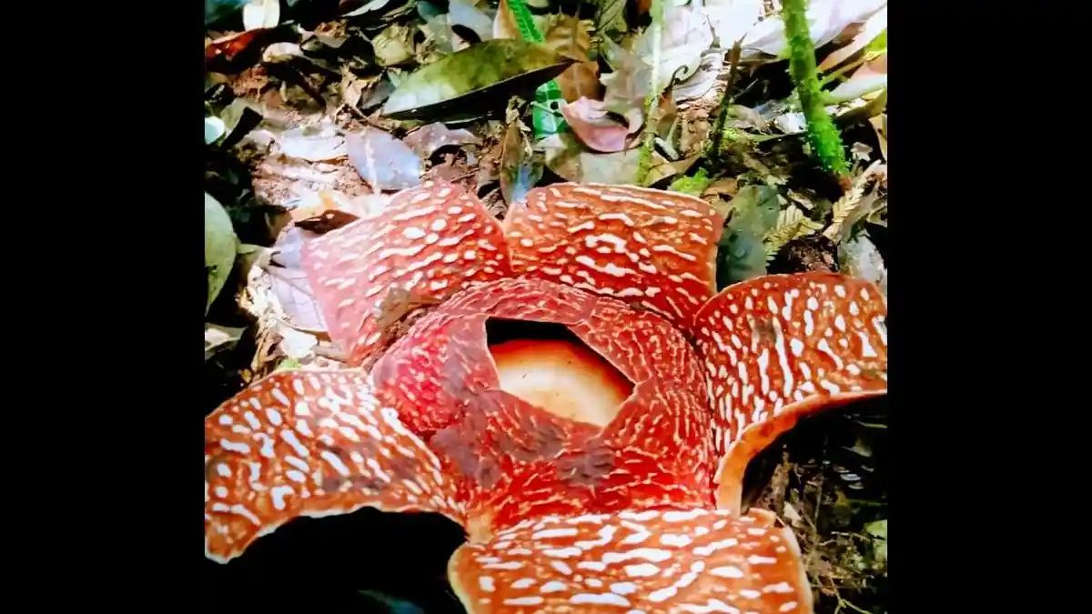 Liburan Lebaran Idul Fitri, Yuk ke Aceh Tenggara, Melihat Bunga ...