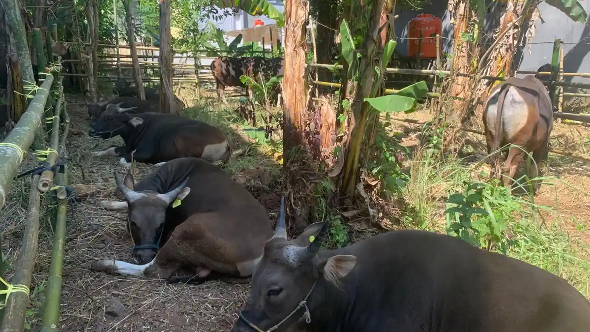 Idul Adha 2024: Sulsel Surplus Hewan Kurban