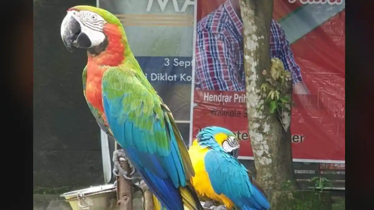 Burung Macaw Impor dari Brasil Hilang di Semarang, Ada Imbalan Bagi yang Menemukan