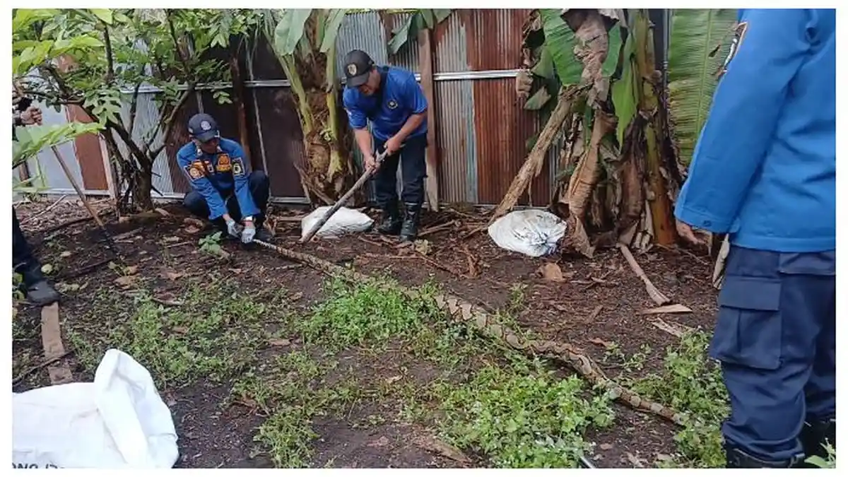 Ular Piton 4 Meter Mangsa Ayam Warga Jalan Mahir Mahar Palangka Raya - Ular-Piton-2-28-Januari-2026.jpg