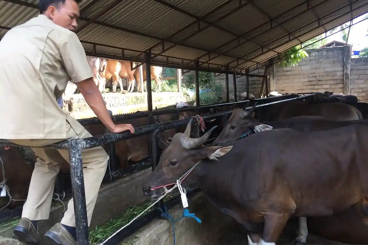 Ditemukan Sapi Terinfeksi Cacing, Disnak Tanjabbar Akan Libatkan MUI untuk Bina Panitia Kurban