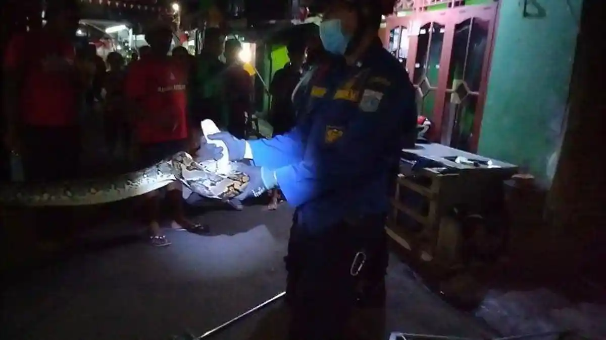 Ular Sanca Raksasa Masih Berkeliaran di Permukiman, Warga Kebon Manggis Matraman Resah