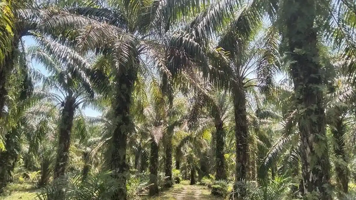 Harga Sawit di Aceh Singkil Rp 2.250 Per Kg, Berapa Idealnya Agar Untung, Ini Hitungnya
