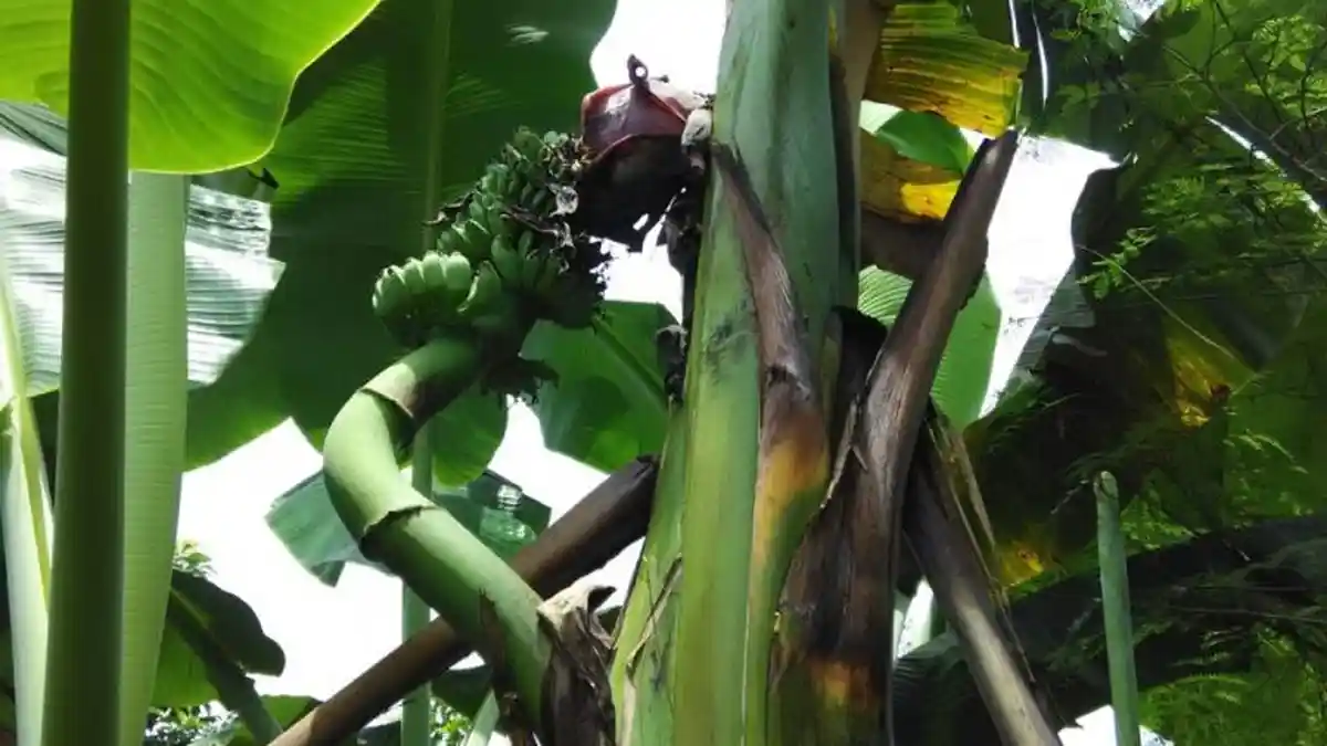 Pohon Pisang Terserang Layu Fusarium, Begini Solusinya