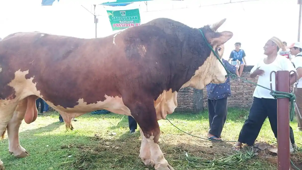 Sapi Kurban 1,2 Ton dari Jokowi Disembelih di Masjid Raya Sumbar, Gubernur: Terima Kasih Presiden