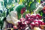 Aktivitas-juru-petik-memetik-kopi-di-perkebunan-kompleks-Wana-Wisata-Agro-Kampoeng-Kopi-Banaran.jpg