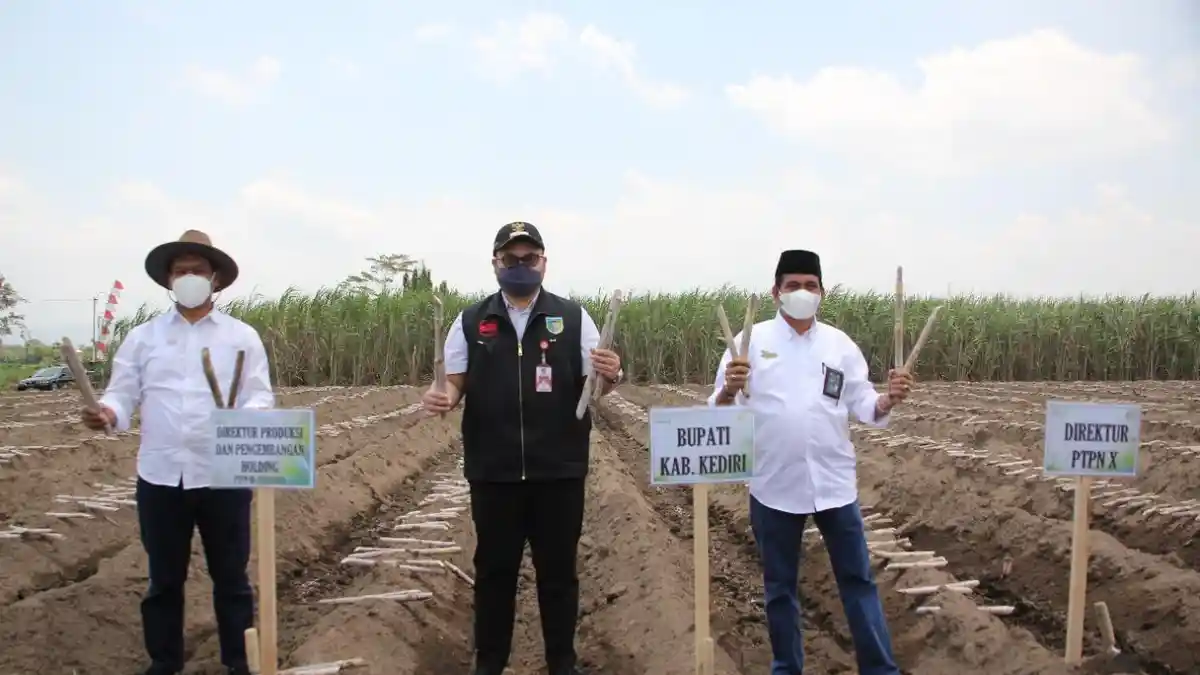 Fokus pada Ketahanan Gula Nasional, Holding PTPN Berikan Subsidi Bibit Tebu Unggul