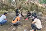 Simpan Ganja di Kebun Sawit, Satresnarkoba Polres Bangka Amankan Penyalahguna Narkoba