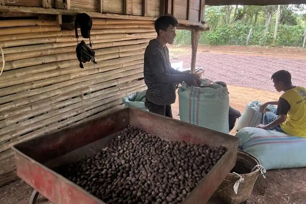 Harga Kopi di Empat Lawang Stabil di Rp 60 Ribu per Kilogram