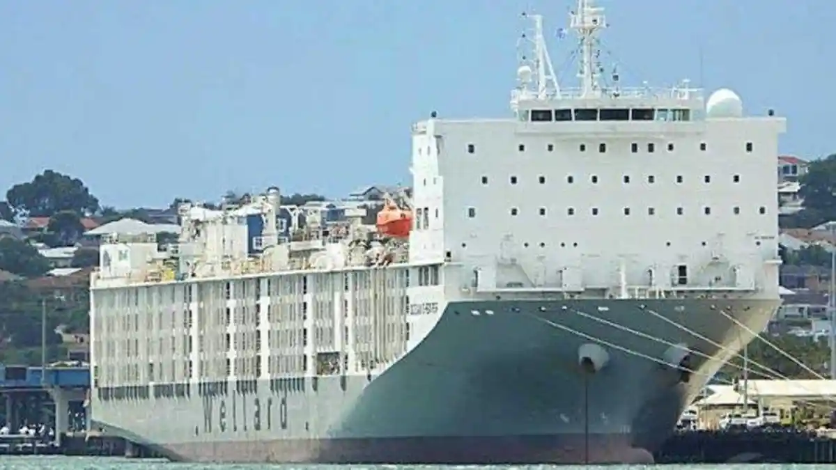 Ada Klaster Virus Corona di Kapal Kargo, Awak Kapal dan 56 Ribu Hewan Ternak Terpaksa Dikarantina