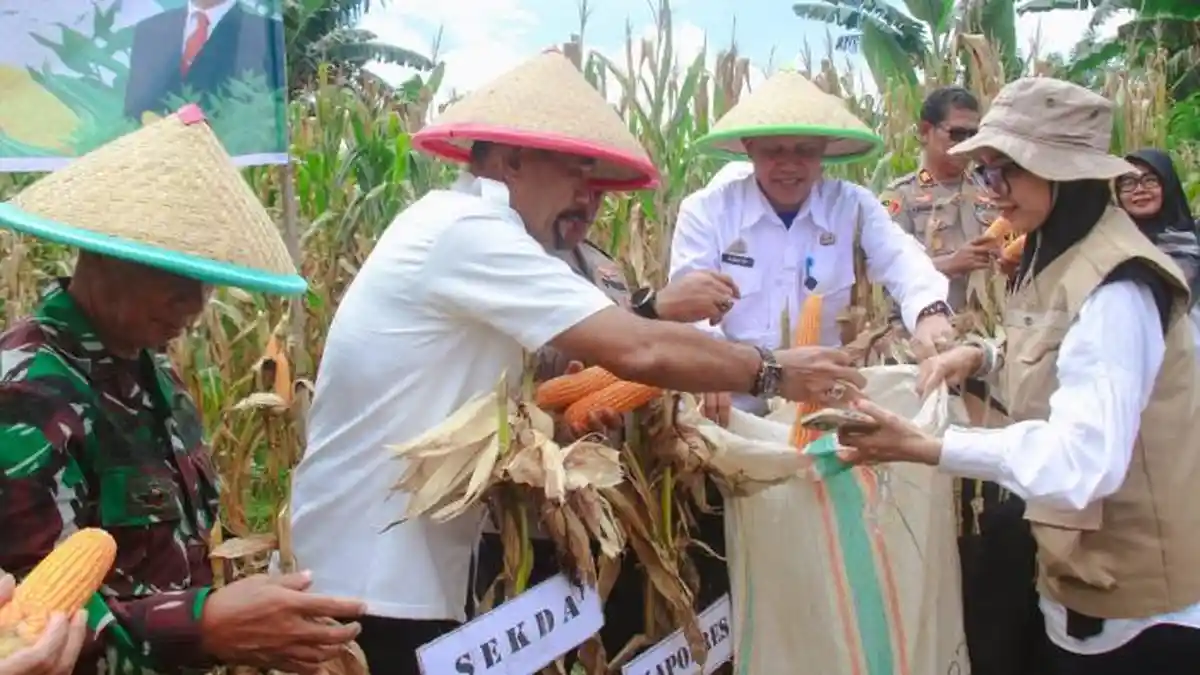 Plh Sekda Barru Hadiri Panen Raya Jagung di Desa Corawali Tanete Rilau