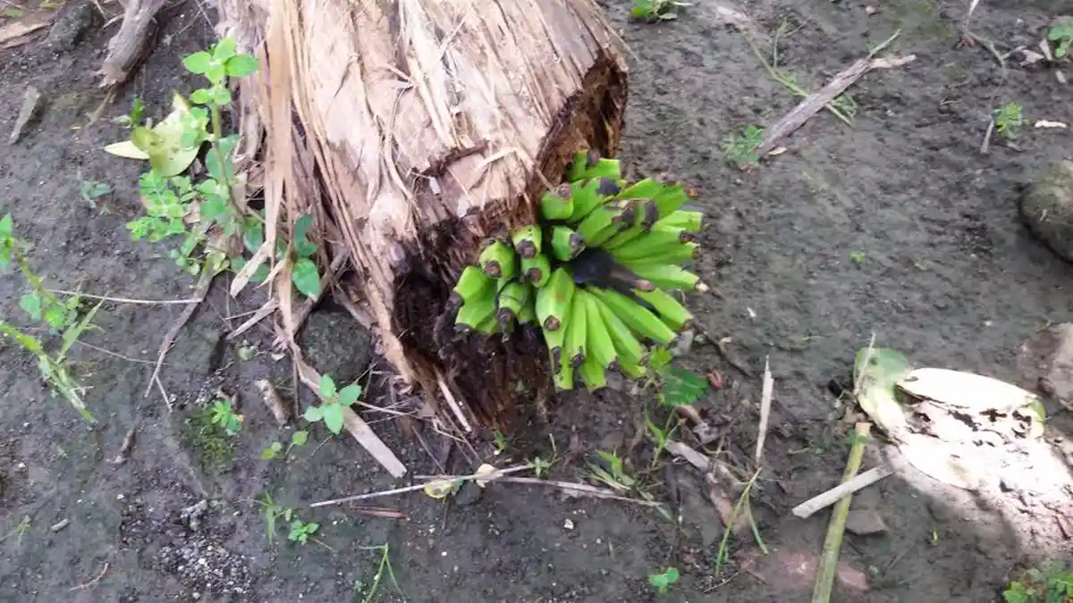 Ajaib! Buah Pisang Muncul dari Batang yang Sudah Busuk