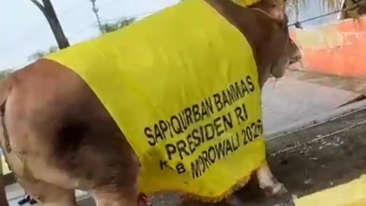 Sapi Kurban Prabowo di Morowali Tembus 870 kg, Berasal Dari Peternak Lokal