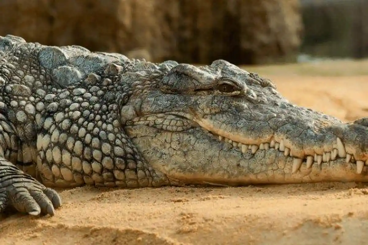 Sedang Jemur Ikan di Rawa, Seorang Pemuda Diterkam Buaya hingga Alami Robek di Kaki