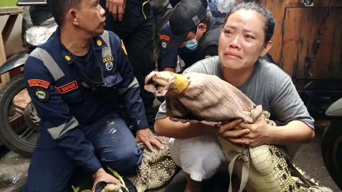 Tangis Buriah Peluk Buaya 2 Meter Peliharannya yang Dianggap Resahkan Warga