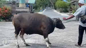 25052026-sapi-kurban-Bulungan-001.jpg