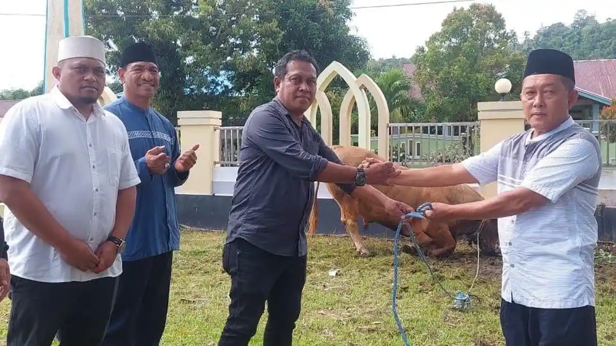 Pemprov Maluku Utara Serahkan Sapi Kurban Presiden Jokowi ke BKM Akekolano