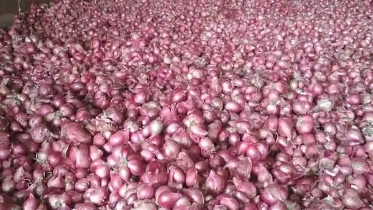 Harga Bawang Merah Turun di Gayo Lues