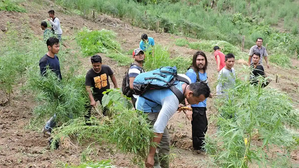 BNN Aceh Musnahkan Enam Hektare Ladang Ganja