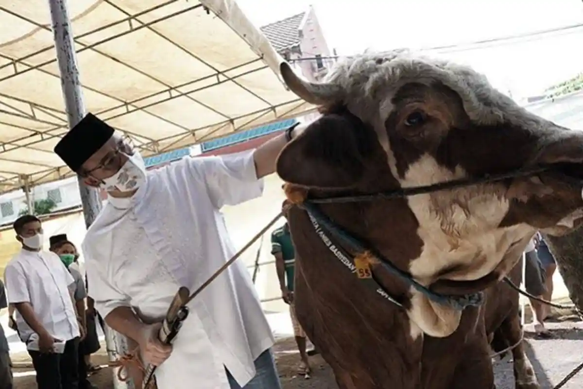 Idul Adha 2021, Ini Tips Memilih Hewan Kurban yang Baik, Pastikan Cukup Umur