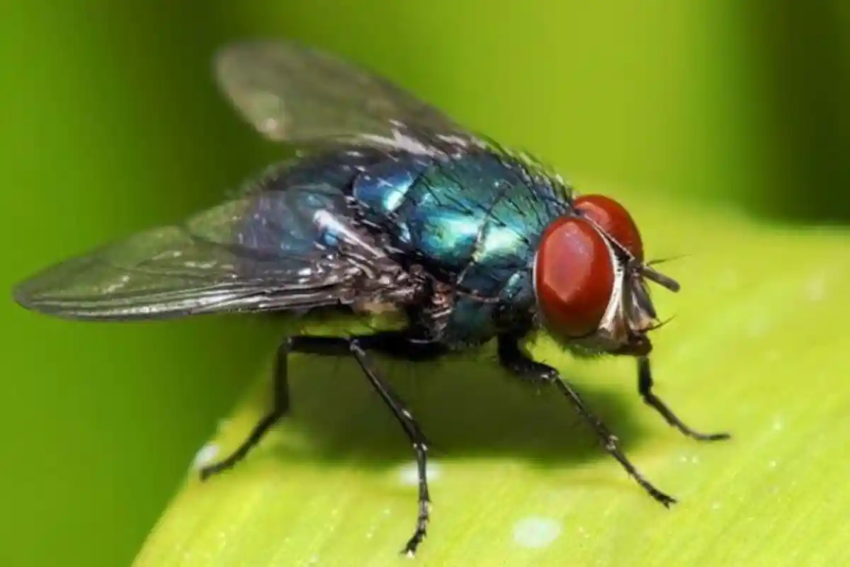 Sering Dianggap Menjijikan, Lalat Bisa Datangkan Rupiah Bagi Pria Ini, Begini Caranya!