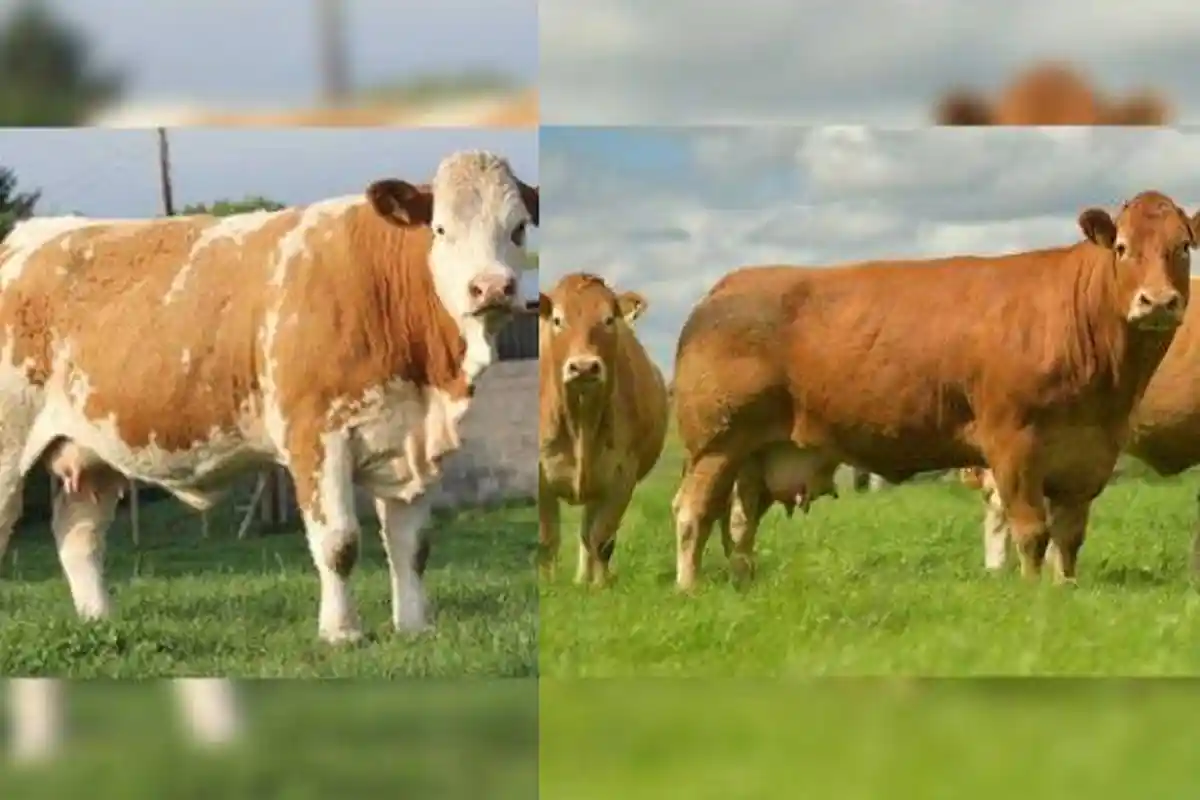 Perbedaan Sapi Simmental dan Sapi Limousin untuk Hewan Kurban, Lengkap dengan Perbandingan Harganya