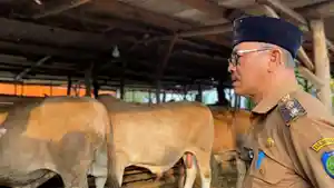 Pemeriksaan-hewan-kurban-di-kandang-peternakSS.jpg