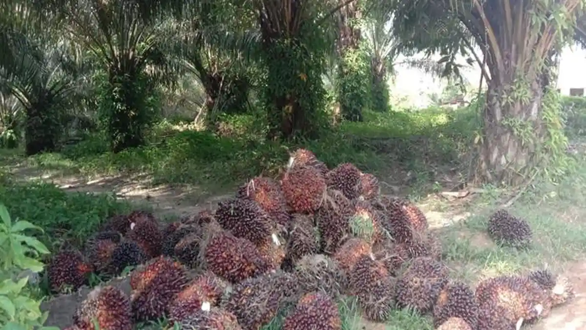 Update Harga Sawit di Kabupaten OKU Hari Ini, Ditingkat Pabrik Naik Rp30 per Kg