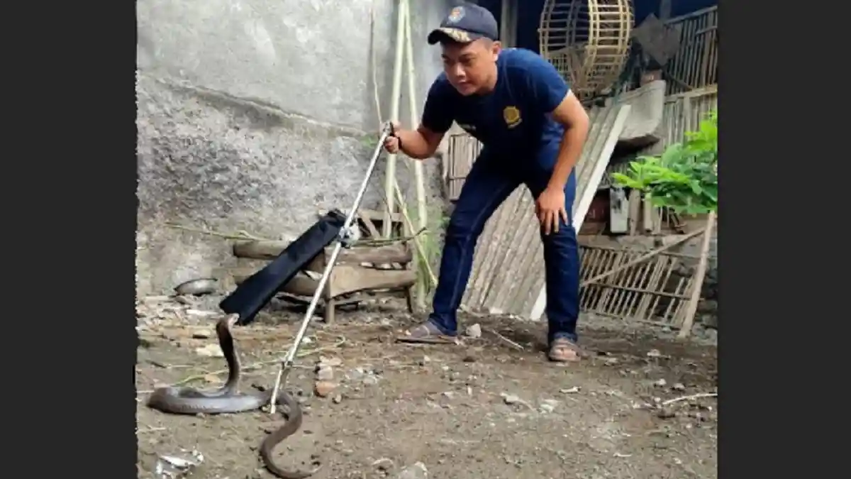 Lagi, BPBD Bantul Tangkap Ular Kobra di Rumah Warga