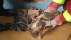 evakuasi-kucing.jpg