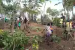 Satgas Yonif 126/KC Panen Singkong Bersama Masyarakat