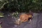 Warga Kalongan Semarang Geger! Temukan Bangkai Sapi Melepuh di Bawah Jembatan Kresek