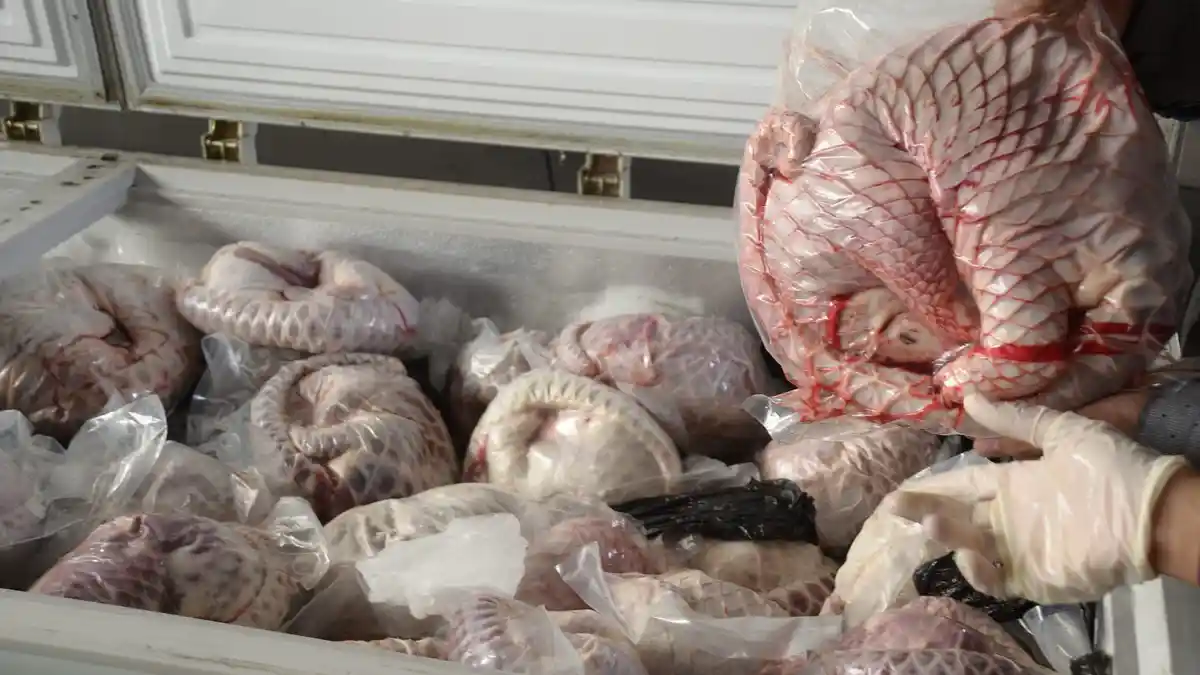 Warga Malaysia Pengusaha Daging Tenggiling Beku Terlibat Kasus Narkotika